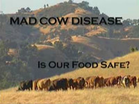 Nemoc šílených krav