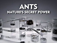 Mravenci - tajemná přírodní síla