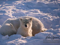 Mláďata ledních medvědů 