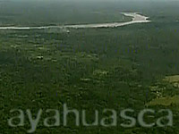 Ayahuasca v Amazonii