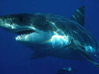 Carcharias - Velký bílý žralok