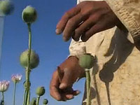 Afghanistán: Semeniště drog