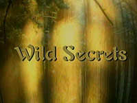 Tajemství divočiny
