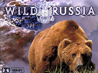 Ruská divočina