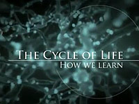 Životní cykly